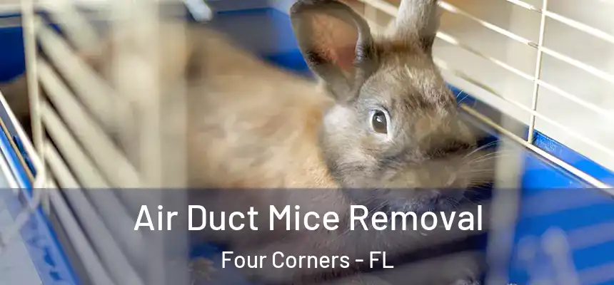  Air Duct Mice Removal Four Corners - FL